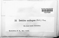 Daedaleopsis confragosa image